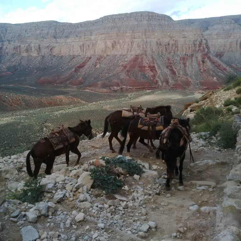Havasu Canyon Horse